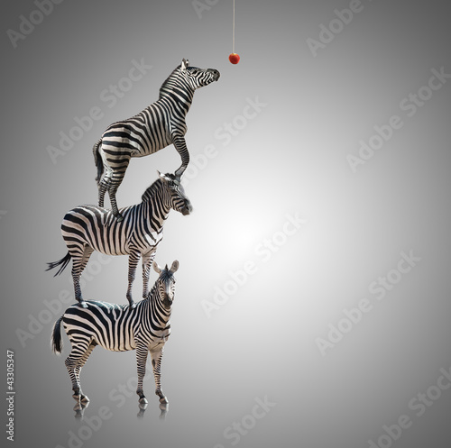 Stack Of Zebra Reaching To Eat Apple photo