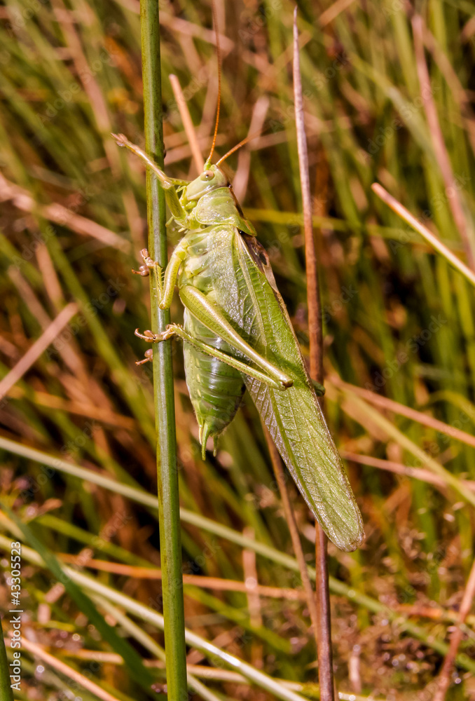 Heuschrecke Heuschrecke