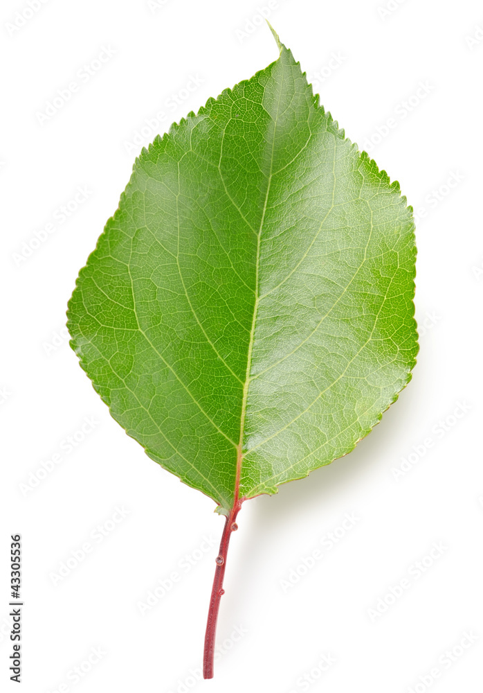 Fototapeta premium Leaf apricots