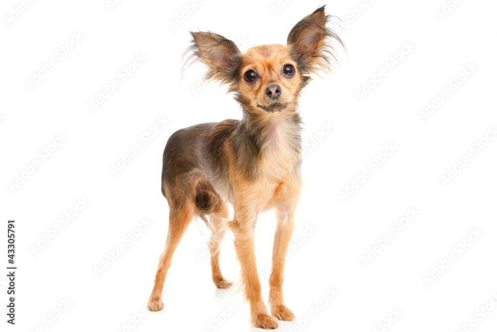 Russian long-haired toy terrier on isolated white Russian long-haired toy terrier on isolated white