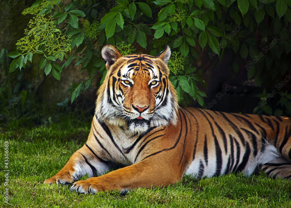 Obraz premium Sumatran tiger