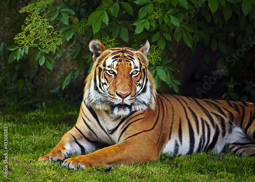 Sumatran tiger #43306583