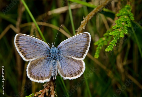 gossamer-winged butterfly with spreaded blue wings