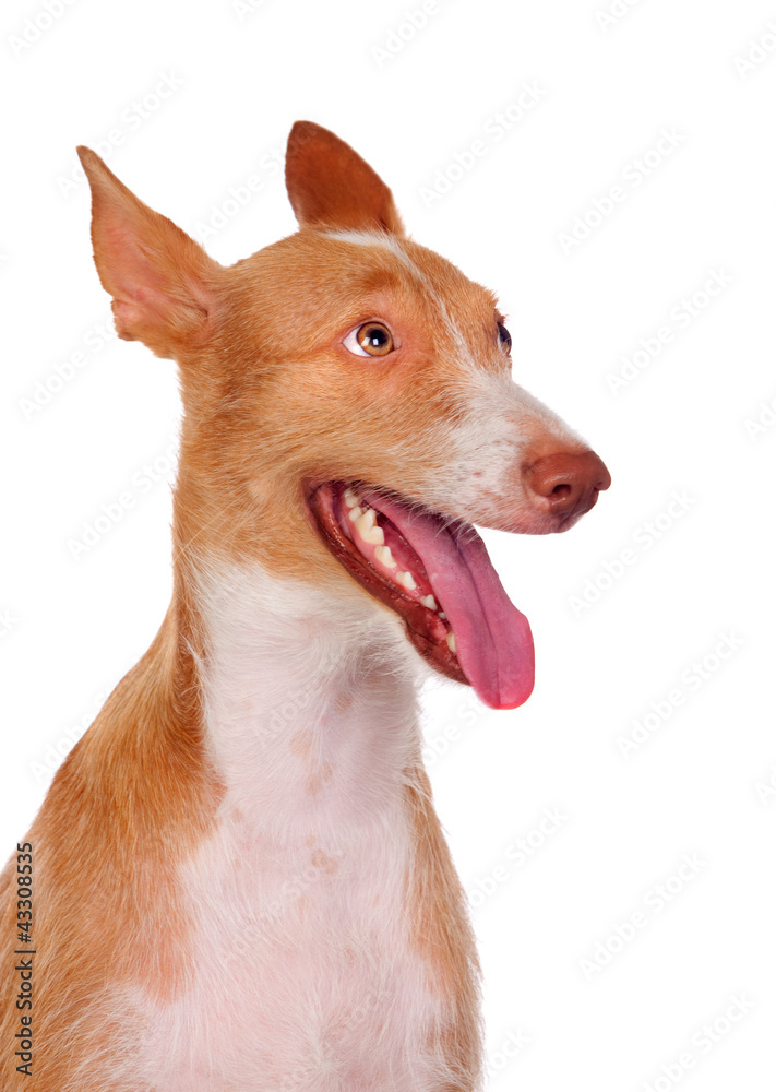Beautiful spanish hound