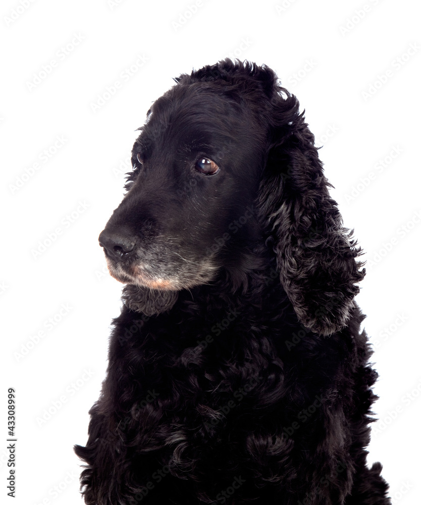 Beautiful black Cocker Spaniel