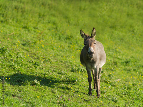 Fotografie Esel auf der Weide