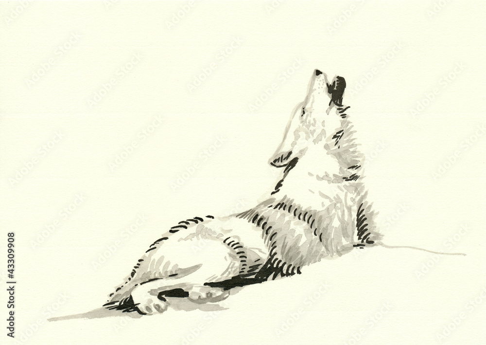 Naklejka premium watercolors technique, hand painting - howling wolf