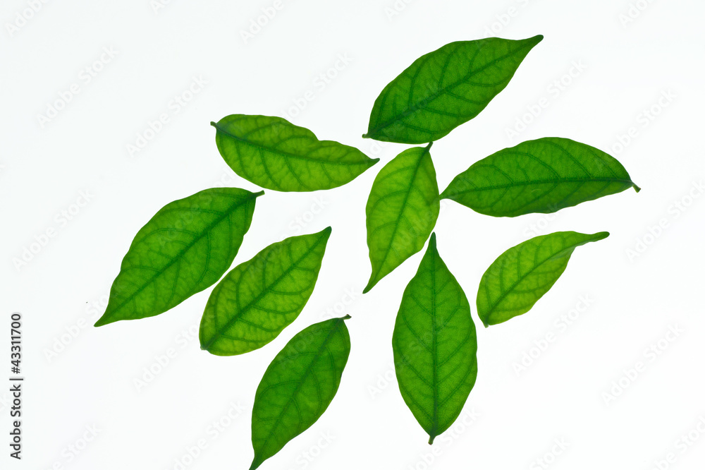 green leaf isolated on white green leaf isolated on white