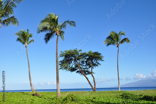 Palm trees, Maui