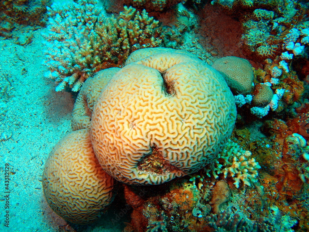 Stone coral, Red sea, Dahab