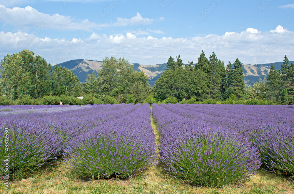 Fototapeta premium Fields of lavender flowers growing in the summer in Oregon