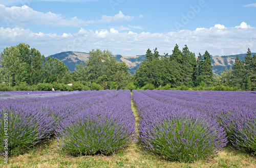 Fields of lavender flowers growing in the summer in Oregon