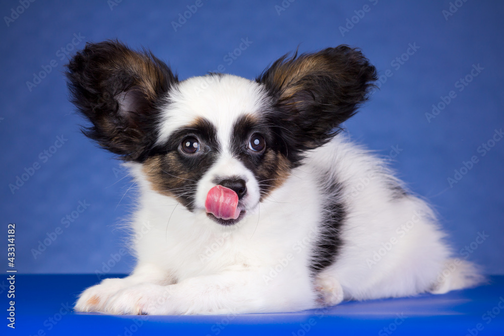 Puppy breed Papillon licks his nose Puppy breed Papillon licks his nose
