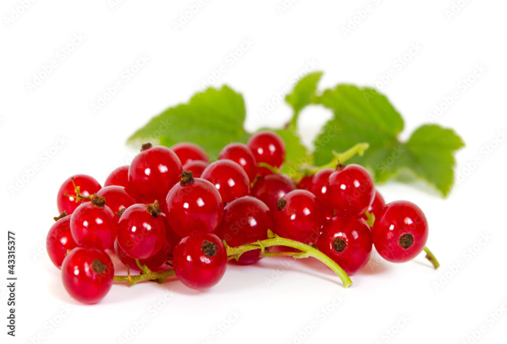 rote Johannisbeeren rote Johannisbeeren