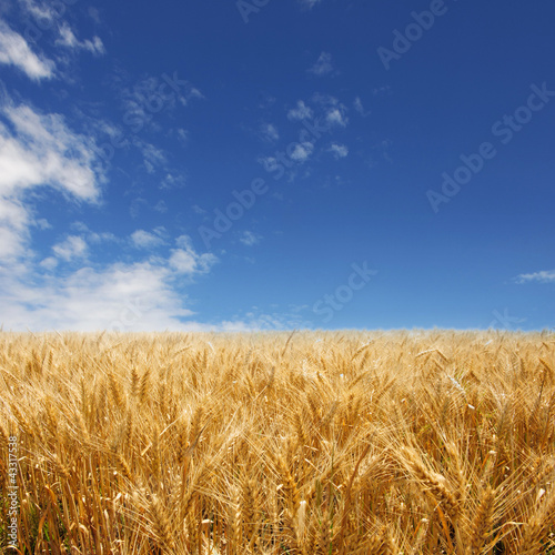 Golden wheat field against deep blue sky