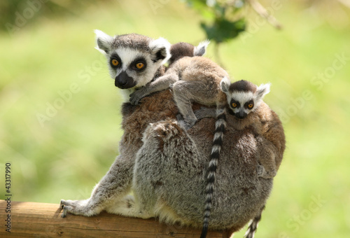 Close up of a mother Ring-Tailed Lemur and her babies