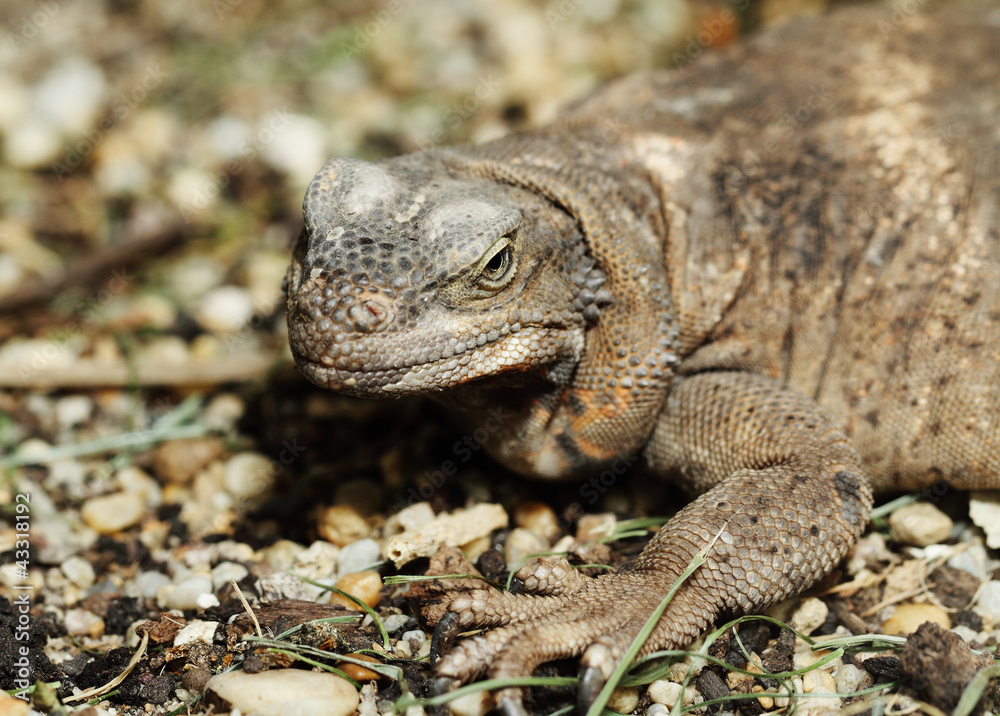 Fototapeta premium monitor lizard