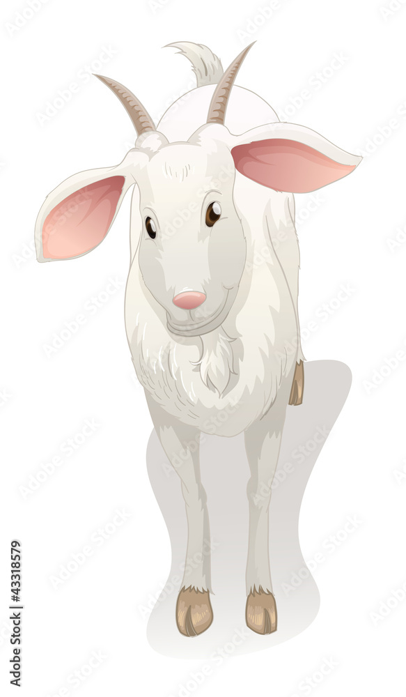 goat goat