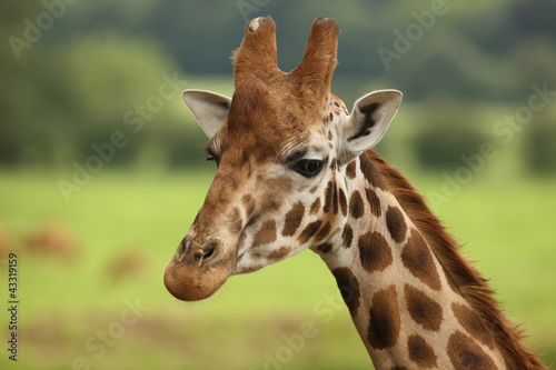 Portrait of a Giraffe © scooperdigital