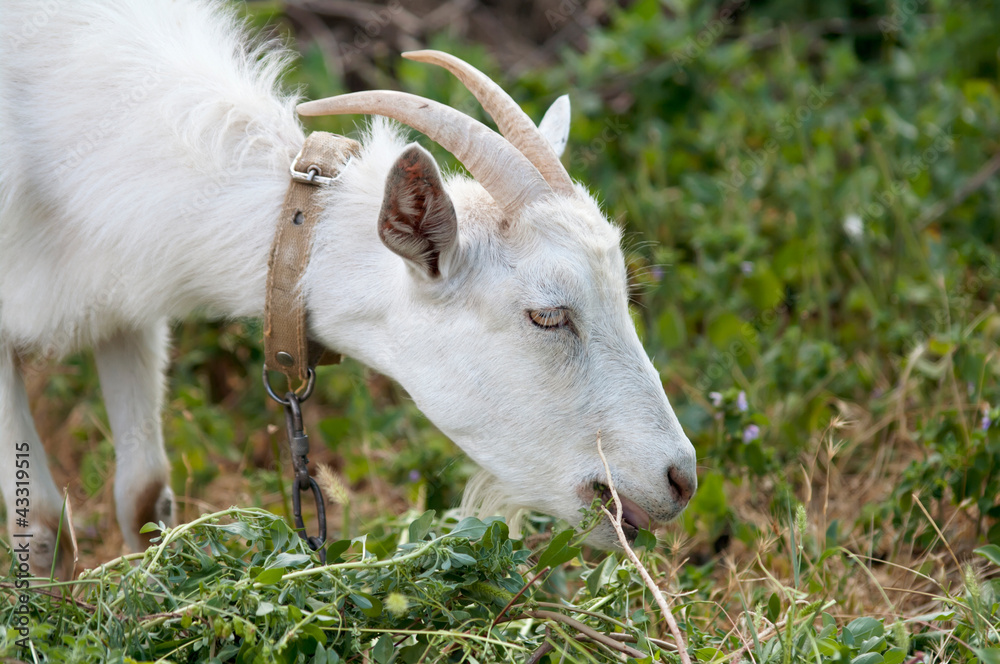 white goat