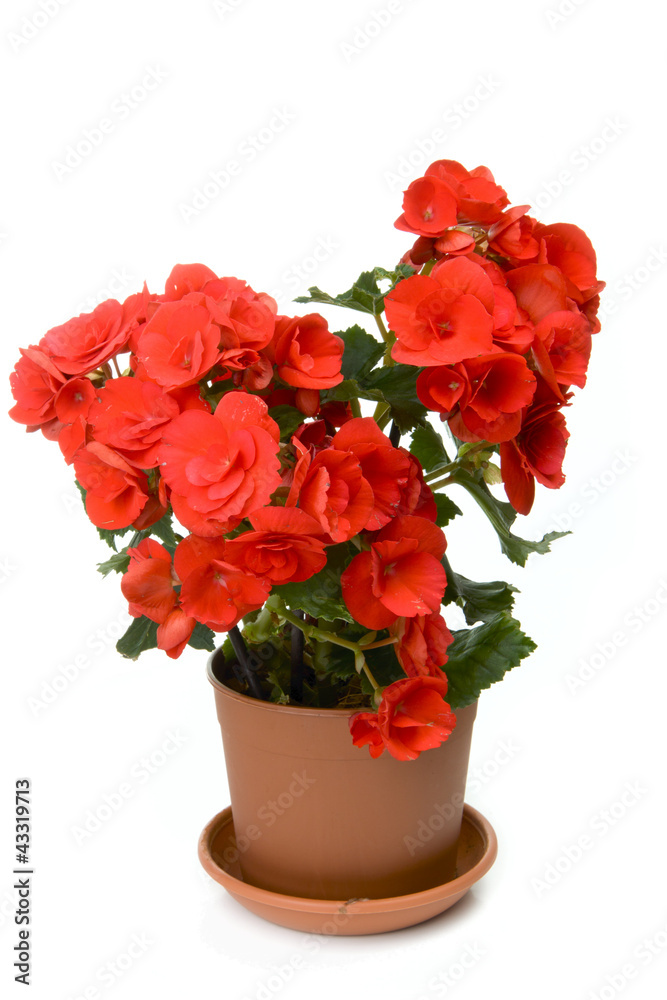 One red blossoming begonia One red blossoming begonia