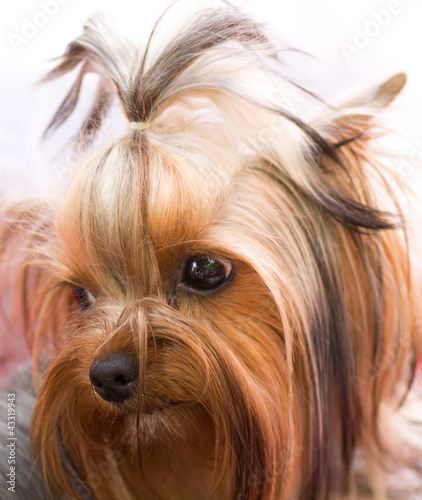Puppy yorkshire terrier on the background