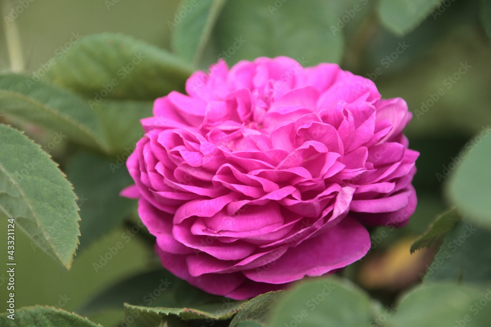 Rose de Resht Rose de Resht