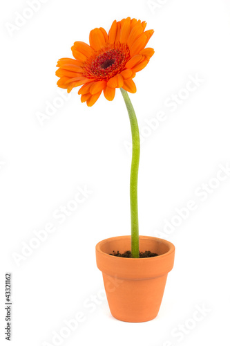Orange gerbera flower in a terracotta pot