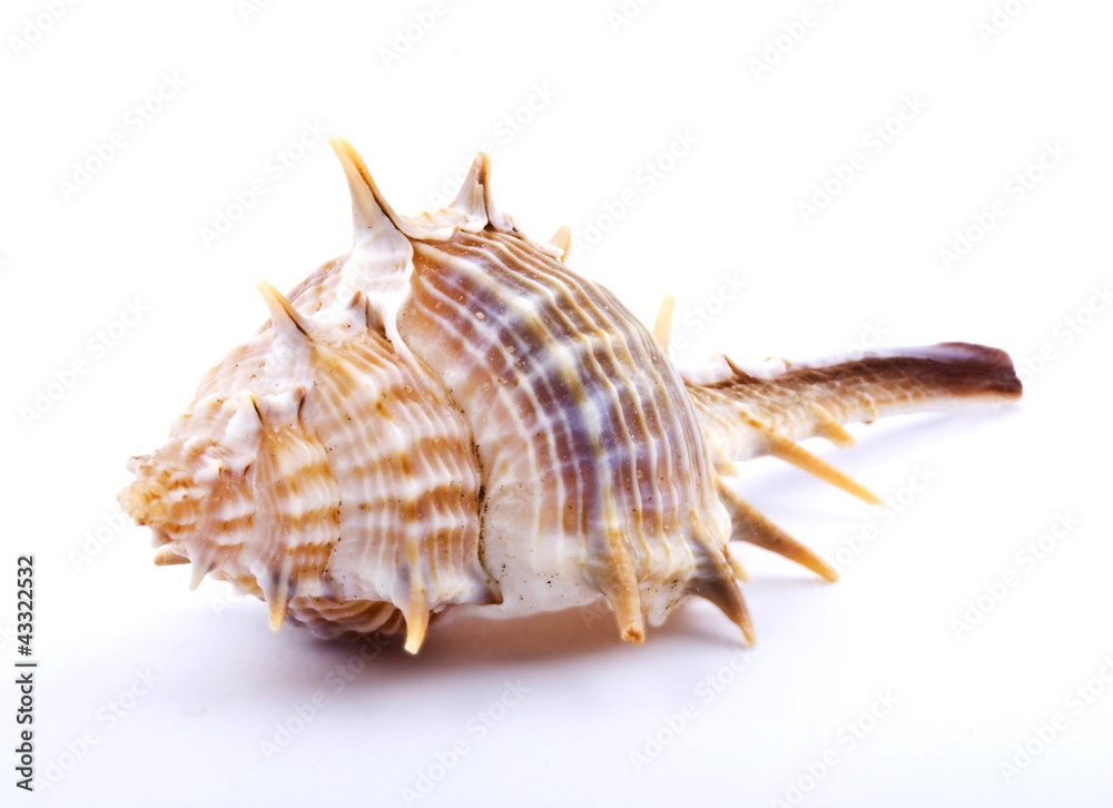 Sea shell isolated on white background Sea shell isolated on white background