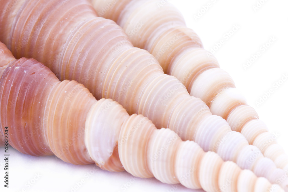 Sea shell background Sea shell background