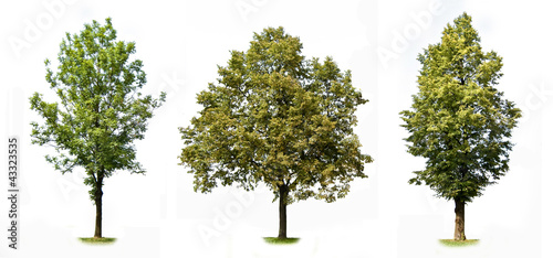Trees colection