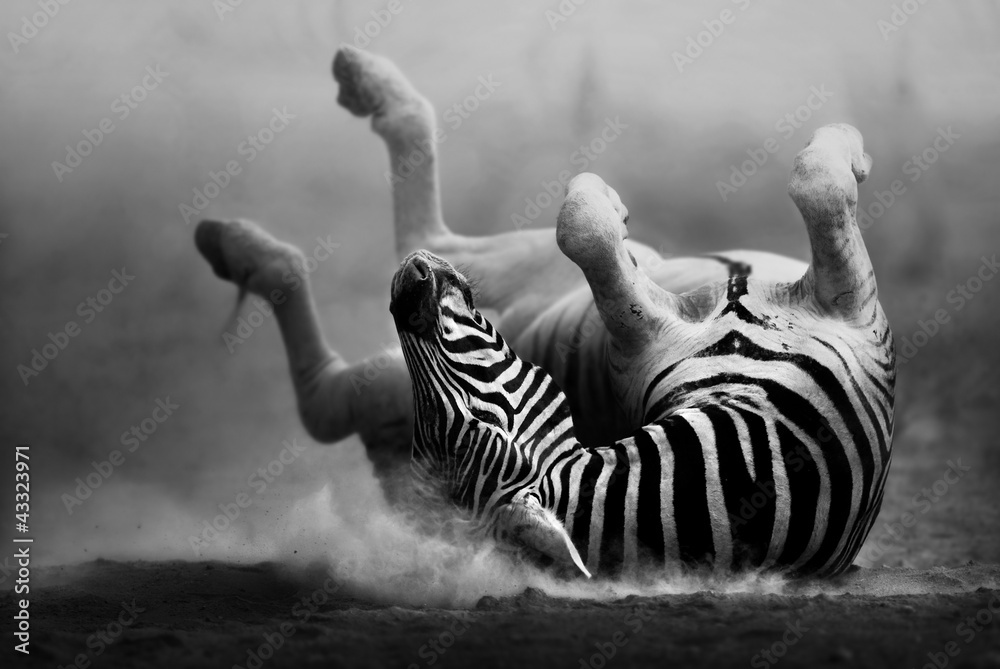 Zebra rolling in the dust - obrazy, fototapety, plakaty 