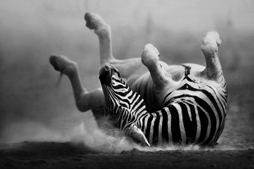 Sierkussen Foto van de dag Zebra rollend in het stof  © JohanSwanepoel