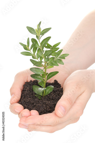 Young plant in hands isolated on white © Africa Studio
