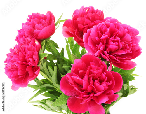 Fototapeta Naklejka Na Ścianę i Meble -  beautiful pink peonies isolated on white