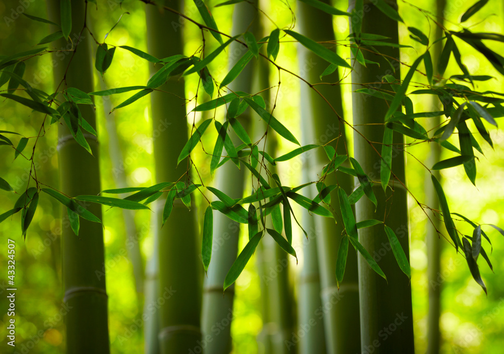 Naklejka premium Bambusowy lasowy tło