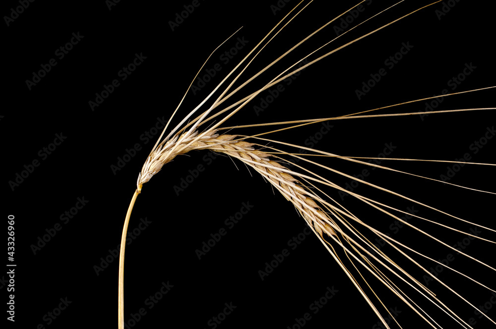 Corn