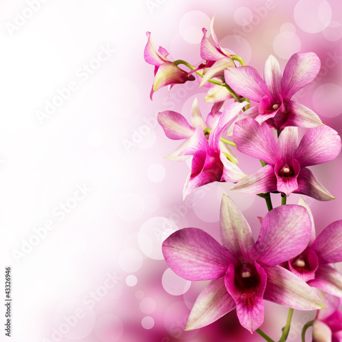 tropical orchids