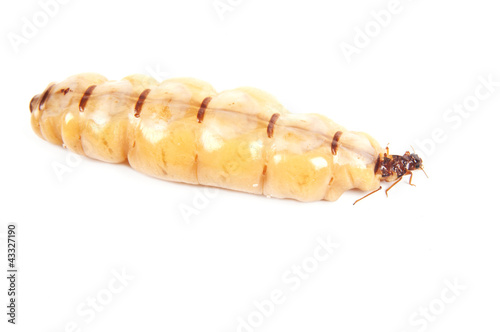 Queen termite