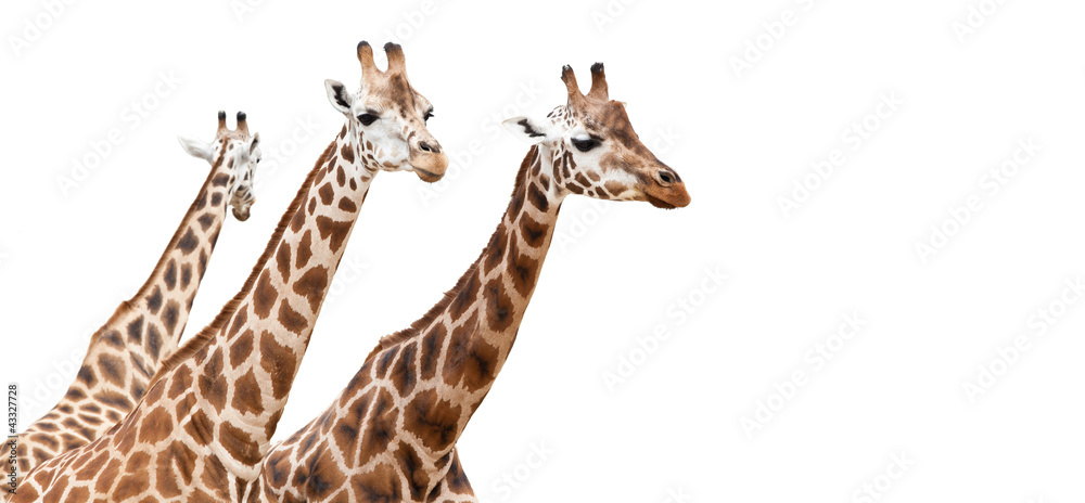 Naklejka premium Group of giraffes, isolated on white background