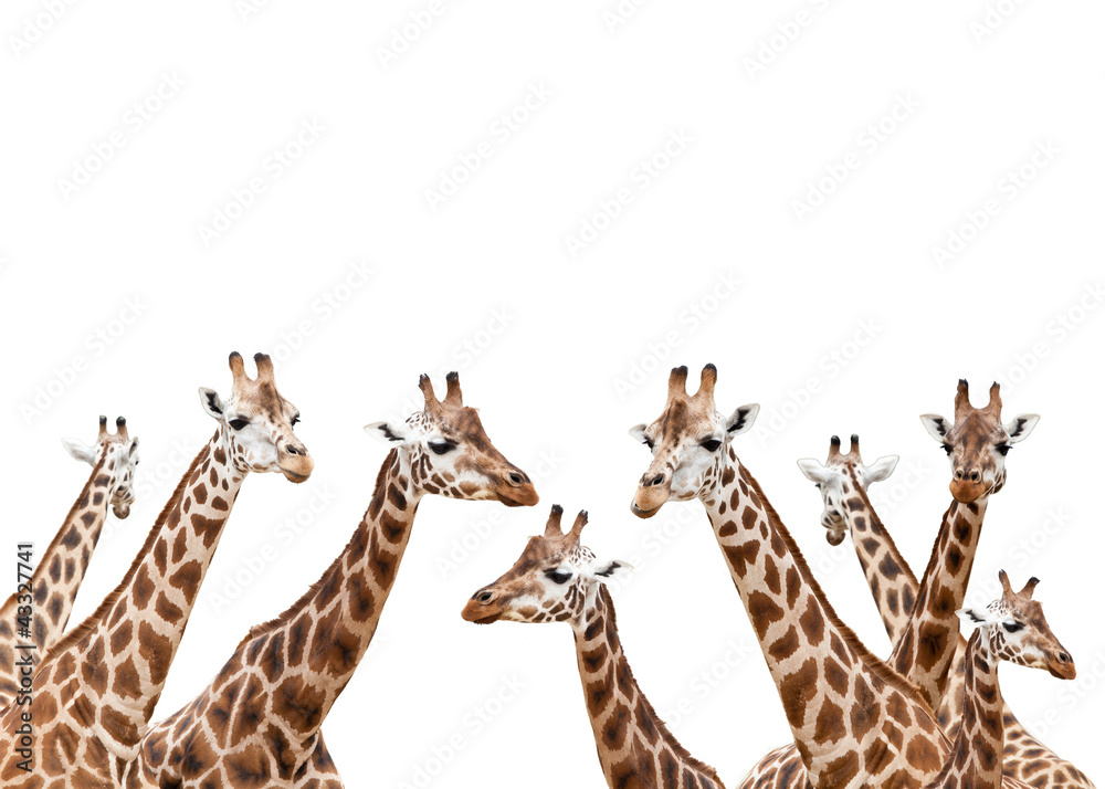 Fototapeta premium Group of giraffes isolated on white background