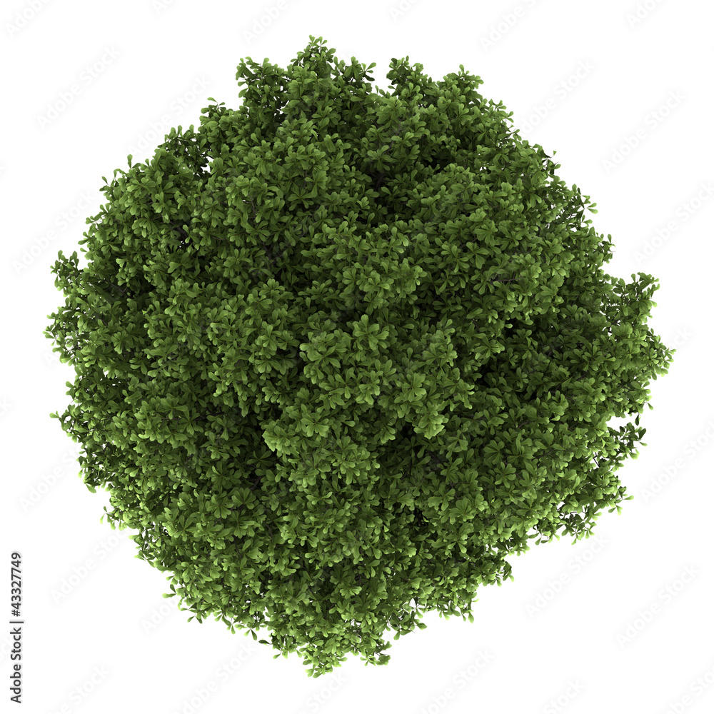 Obraz premium top view of horse chestnut tree isolated on white background