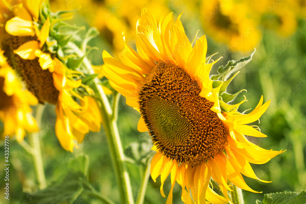 Sunflower field Sunflower field