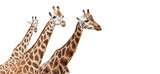 Group of giraffes, isolated on white background