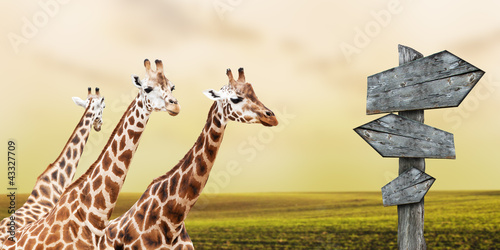 Photography Group of giraffes lost in prairies, concept of travelling