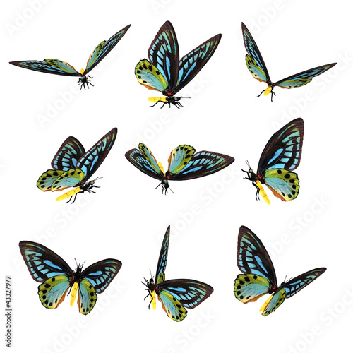 Beautiful 3D Butterflies