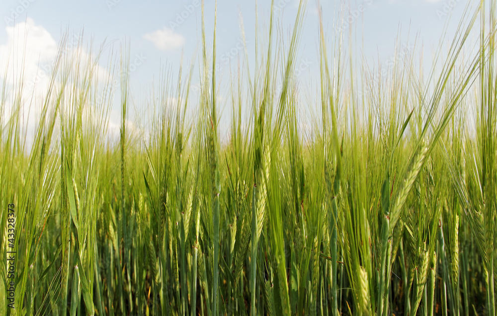 Green barley field.