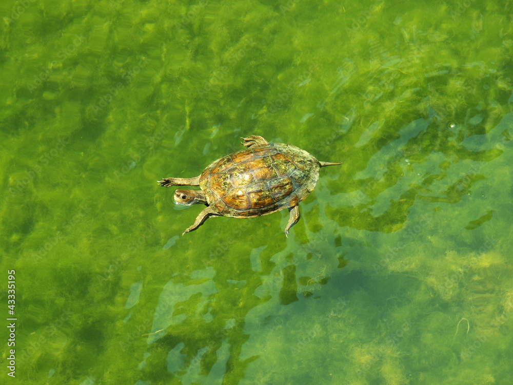 Obraz premium Schildkröte