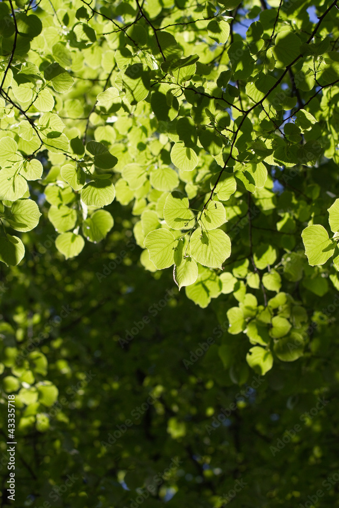 Blätterdach im Sonnenlicht Blätterdach im Sonnenlicht