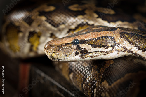 Python Snake Head Close-up